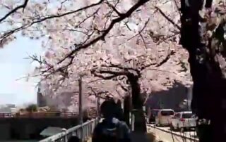 Die Kirschblüten in Fukui blühen einfach wunderbar.