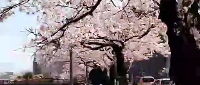 Die Kirschblüten in Fukui blühen einfach wunderbar.