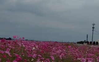 Rosa Blüten zieren diese Wiese in Japan.