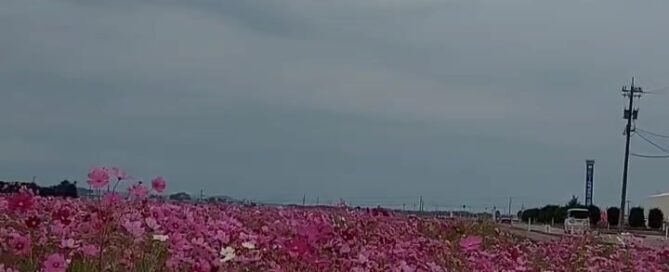 Rosa Blüten zieren diese Wiese in Japan.