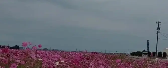 Rosa Blüten zieren diese Wiese in Japan.