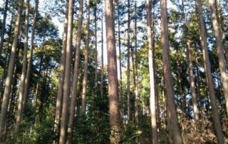Auch in Japan gibt es Wälder in den die japanische Bäume hoch hinaus wachsen.