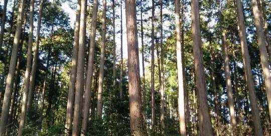 Auch in Japan gibt es Wälder in den die japanische Bäume hoch hinaus wachsen.