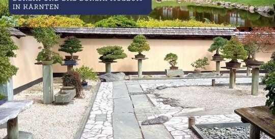 Veronika, die Praktikantin von japanischlernen.at, erzählt dir in ihrem Blog-Beitrag mehr über Bonsais und das Bonsai Museum in Kärnten.