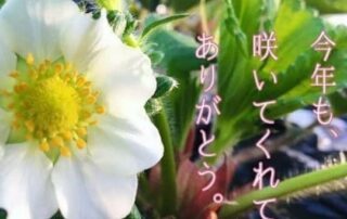 Japanische Zeichen alias Kanji, Hiragana oder Katakana findet man auf einigen Bildern.