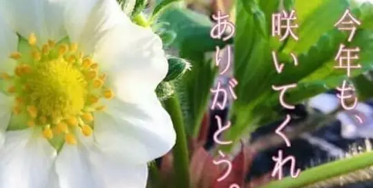 Japanische Zeichen alias Kanji, Hiragana oder Katakana findet man auf einigen Bildern.