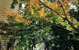 Die bunten Blätter in Japan kündigen den japanischen Herbst an.