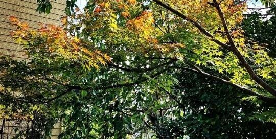 Die bunten Blätter in Japan kündigen den japanischen Herbst an.