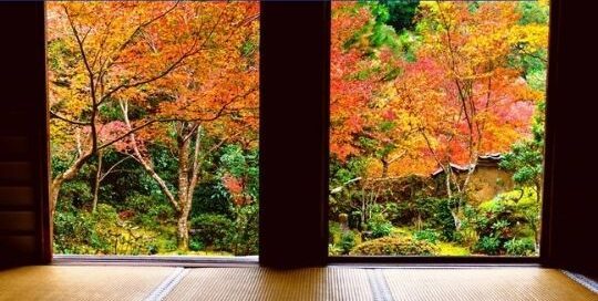 Japanisch lesen im Herbst, lässt dich fühlen wie in Japan.