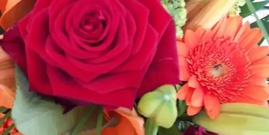 Auch in Japan wird der Muttertag mit roten Rosen gefeiert.