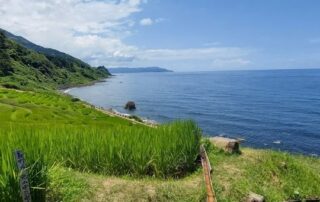 Japanische Reisfelder vor dem japanischen Meer gehören zu der japanischen Landschaft dazu und verschönern den Ausblick.