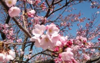 Die Sakura-Blüte alias Kirschblüte ist ein Phänomen in Japan.
