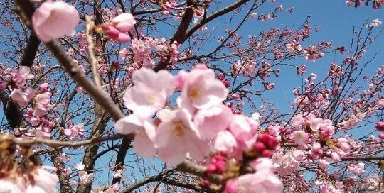 Die Sakura-Blüte alias Kirschblüte ist ein Phänomen in Japan.
