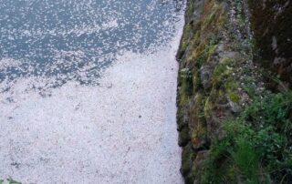 Angeblich sollen die Sakura-Blüten alias Kirschblüten die Umwelt verschmutzen - oder ist dies nur ein Aprilscherz?