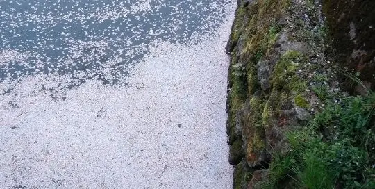 Angeblich sollen die Sakura-Blüten alias Kirschblüten die Umwelt verschmutzen - oder ist dies nur ein Aprilscherz?