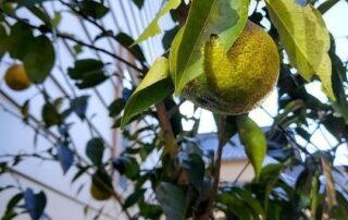 Mein Yuzu-Baum in Japan hat dieses Jahr seine ersten Yuzu-Früchte hängen und somit geht es zur Yuzu-Ernte.