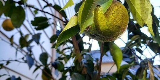 Mein Yuzu-Baum in Japan hat dieses Jahr seine ersten Yuzu-Früchte hängen und somit geht es zur Yuzu-Ernte.