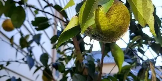 Mein Yuzu-Baum in Japan hat dieses Jahr seine ersten Yuzu-Früchte hängen und somit geht es zur Yuzu-Ernte.