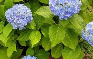 Die Blumen blühen und dienen als Zeichen des Sommers in Japan.