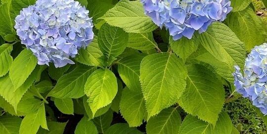 Die Blumen blühen und dienen als Zeichen des Sommers in Japan.