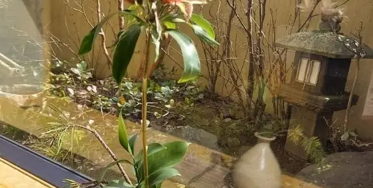 Eine großartige Aussicht auf den Garten von einem japanischen Lokal.