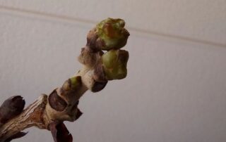 Die Knospen kündigen den Frühling an.