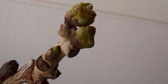 Die Knospen kündigen den Frühling an.