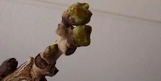 Die Knospen kündigen den Frühling an.