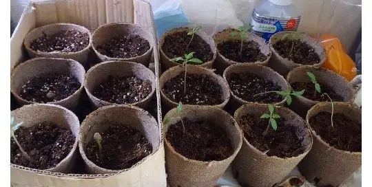 Kleine angezüchtete Pflänzchen, welche bereit sind in den Garten in Japan von Manuela Ito-Loidl bepflanzt zu werden.