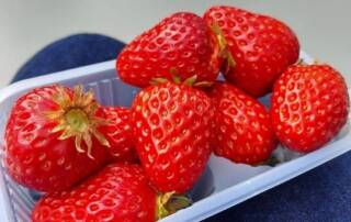 Erdbeeren aus Fukui in Japan.