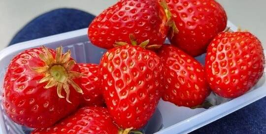 Erdbeeren aus Fukui in Japan.