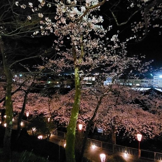 Der Ausblick über die Laternen und die Kirschblüten ist einfach atemberaubend.