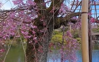 Die Kirschblütenzeit in Kyoto kann man als eine der schönsten Zeiten in Japan nennen.
