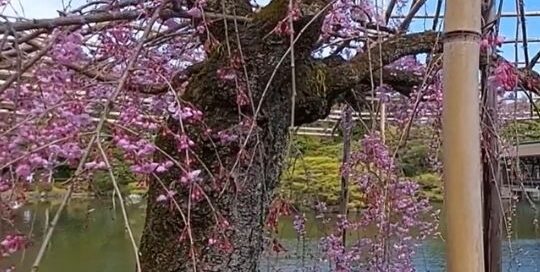 Die Kirschblütenzeit in Kyoto kann man als eine der schönsten Zeiten in Japan nennen.