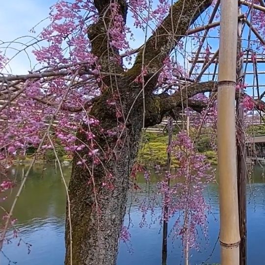 Familien-Kurztrip nach Kyoto zur Kirschblütenzeit. Schreine Besuchen und die Stadt erkunden stand auf dem Tagesplan.