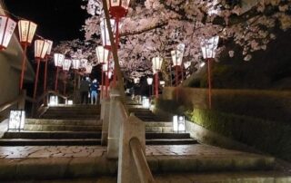 Die Stufen führen zu dem beleuchteten Weg der Kirschblüten.