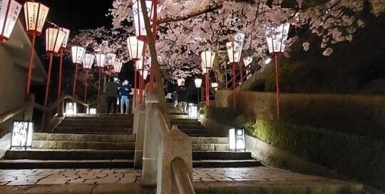 Die Stufen führen zu dem beleuchteten Weg der Kirschblüten.