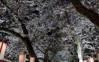 Bist du eher der Kirschblüten-Typ oder der Herbstlaub-Typ? In Fukui werden zur Zeit die Kirschblüten beleuchtet.