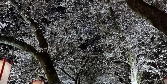 Bist du eher der Kirschblüten-Typ oder der Herbstlaub-Typ? In Fukui werden zur Zeit die Kirschblüten beleuchtet.