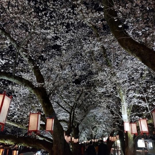 Bist du eher der Kirschblüten-Typ oder der Herbstlaub-Typ? In Fukui werden zur Zeit die Kirschblüten beleuchtet.