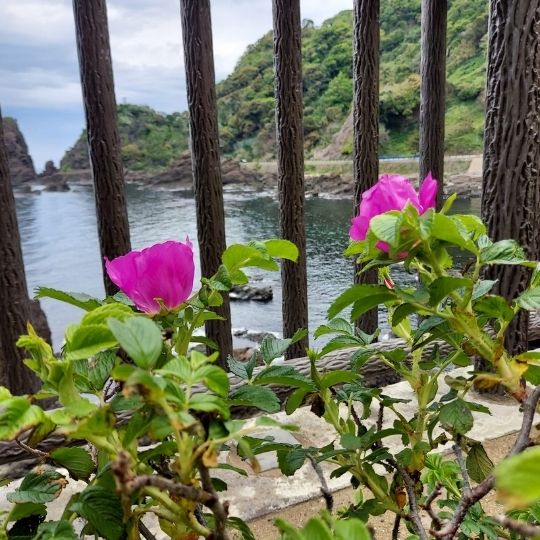 Rosa Blüten in Echizen, einen Teil der Stadt Fukui.