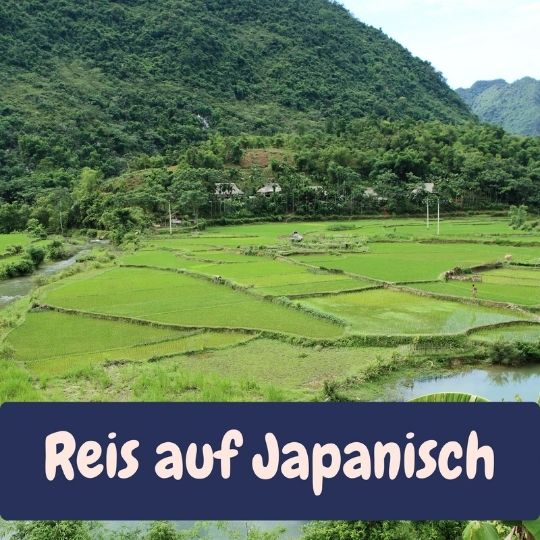 Reis gehört zur japanischen Kultur und zum japanischen Essen bzw. der japanischen Küche dazu.