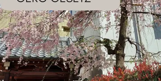 Das erste Mal Hanami nach COVID und anscheinend sind die Japaner zu ausgelassen?