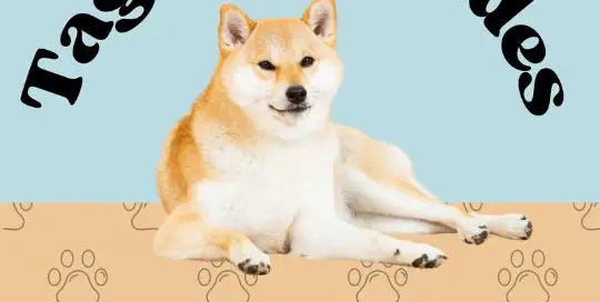 Was für Laute machen Hunde? Im deutschsprachigen Raum antworten wir mit „Wau, wau“ oder „Wuff“, im Japanischen sieht es jedoch anders aus: Hier bellt ein Hund „wan wan“ (ワンワン). Der 1. November gilt als Tag des Hundes in Japan, was auf die Lesung des Datums zurückgeht.