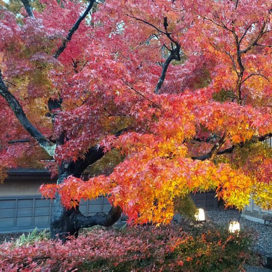 Kürzlich kam mich einer meiner Kursteilnehmer hier in Fukui besuchen. Fukui ist eine schöne Präfektur mit super Essen, viel zum Ansehen (Dinos, Schreine, Tempel, neu aufgebaute Stadt aus dem Mittelalter, schöner Garten mit Adeligen-Residenz, interessanen Museen...) und wenig Touristen. Wir sind auch seit März diesen Jahres mit Shinkansen zu erreichen. Wer also eine Alternative zu Kyoto sucht...