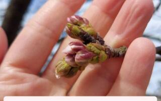 bis die Knospen der Kirschblüten sich öffnen.