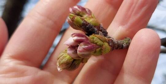bis die Knospen der Kirschblüten sich öffnen.