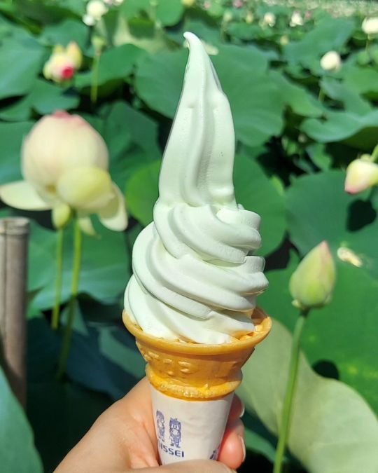 Heute war ich in einem Lotusblütenpark in der Nähe. Es war zwar schön heiß, aber dafür waren nur wenige Leute.