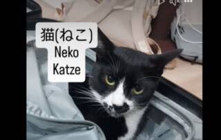 Die Katze ist im Koffer vs die Katze befindet sich im Koffer. Mehr Japanisch für Anfänger unter www.japanischlernen.at/starter-japanisch