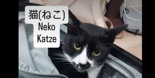 Die Katze ist im Koffer vs die Katze befindet sich im Koffer. Mehr Japanisch für Anfänger unter www.japanischlernen.at/starter-japanisch